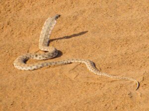 Read more about the article How dangerous (or not) is it to travel in the desert in Morocco?